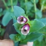 Cerinthe majorFlower