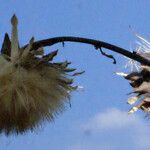 Cynara scolymus ഫലം