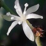 Smilax aspera Flower