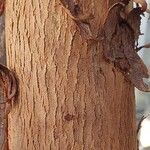 Corymbia ficifolia Bark