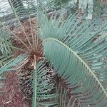 Cycas panzhihuaensis 葉