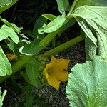 Cucurbita pepo Hoja