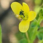 Cleome viscosa Кветка