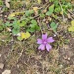 Malva sylvestrisBlomst