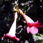 Campsis radicansFlower