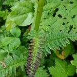 Pedicularis recutita Folla