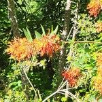 Embothrium coccineum Flor