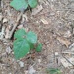 Rubus albiflorus Leaf