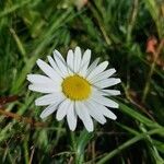 Leucanthemum adustum Blad