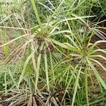 Cyperus papyrusLeaf