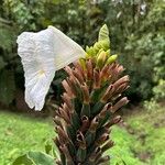 Dimerocostus strobilaceus പുഷ്പം