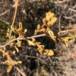 Phlomis lanata 叶