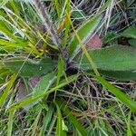 Hieracium lachenalii Blad