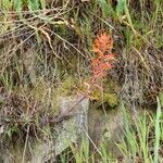 Castilleja subinclusa Habitatea