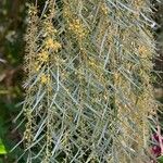Acacia pendula Цветок