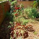 Begonia heracleifolia 叶