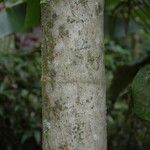 Areca catechu Bark