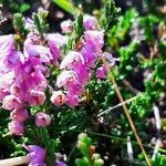 Calluna vulgaris花