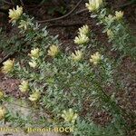 Cytisus albus