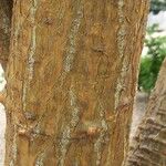Erythrina lysistemon Kéreg/szár