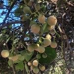 Cordia myxa Fruit