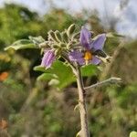 Solanum violaceum Virág
