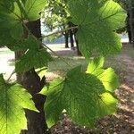 Acer pseudoplatanus叶