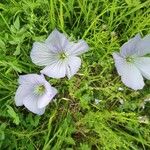 Linum hirsutum Flower