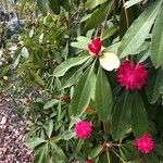 Rhododendron arboreum Leaf