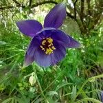 Aquilegia einseleana फूल