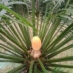 Cycas circinalis Flower