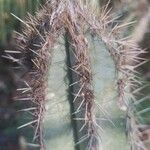 Pilosocereus leucocephalus Leaf