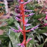 Aechmea fendleri Kvet