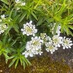 Iberis sempervirens ഇല