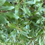 Morella cerifera Hoja