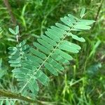 Sesbania sericea Leaf