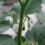Solanum americanum Λουλούδι