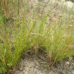 Isolepis pseudosetacea