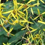 Senecio nemorensis Blomst