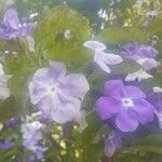 Brunfelsia unifloraЦветок