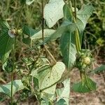 Ipomoea eriocarpa Leaf
