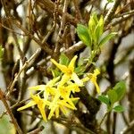 Forsythia suspensa Flor