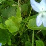 Viola elatior Leaf