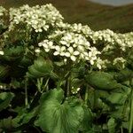 Cardamine asarifolia Libunga