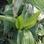 Sobralia powellii Ліст