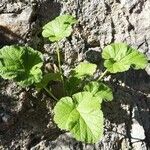 Erodium laciniatum Foglia