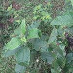 Solanum mauritianum Habit