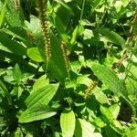 Plantago australis Natur