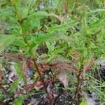 Epilobium coloratum Leaf