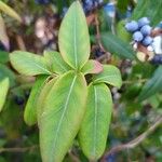 Lonicera acuminata पत्ता